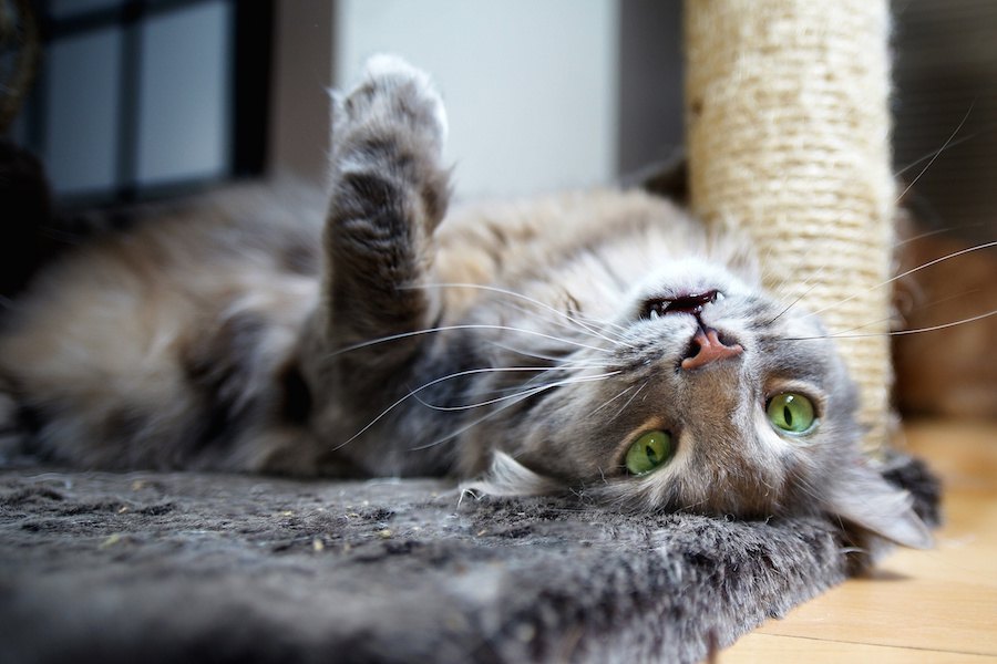 猫がメロメロになるマタタビの成分、与え方やおすすめ商品
