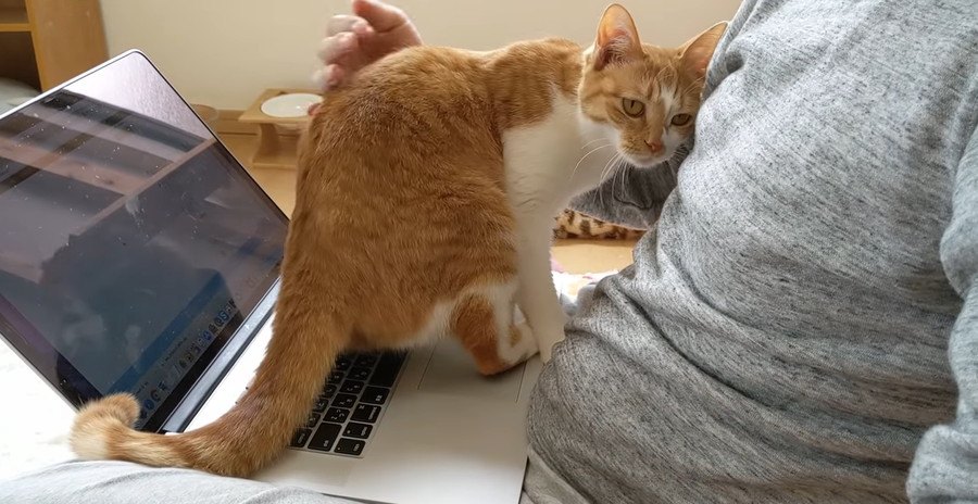 パソコンの上でも容赦ナシ！隙を見て甘える猫ちゃん