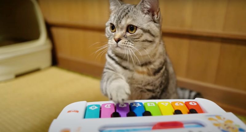 小さなピアノを演奏する猫ちゃんが可愛すぎる♪