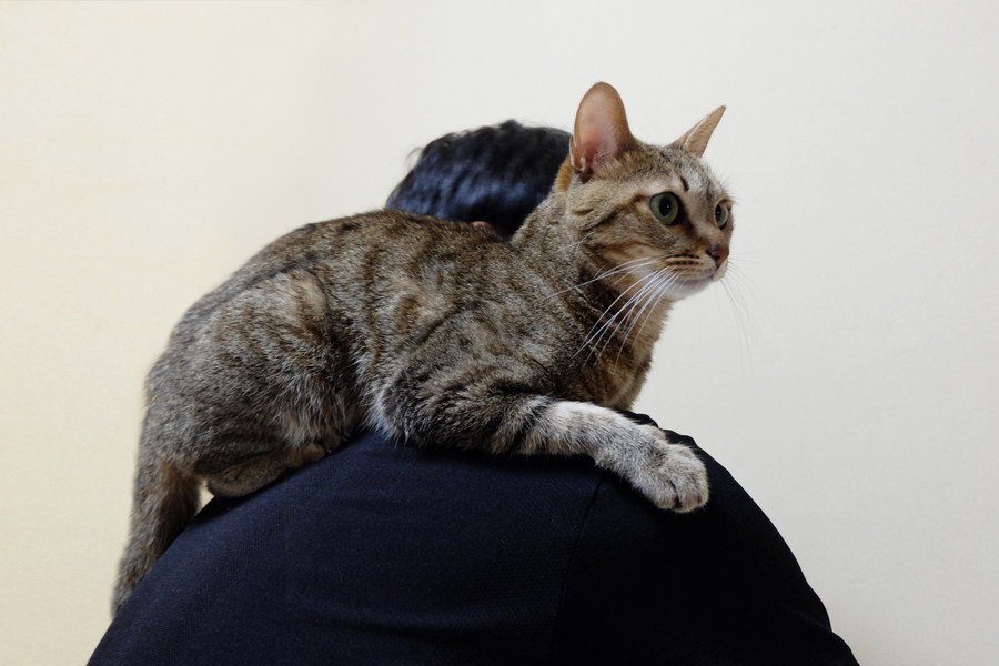 『肩乗り猫』の特徴５つ！乗りやすい猫種とは？