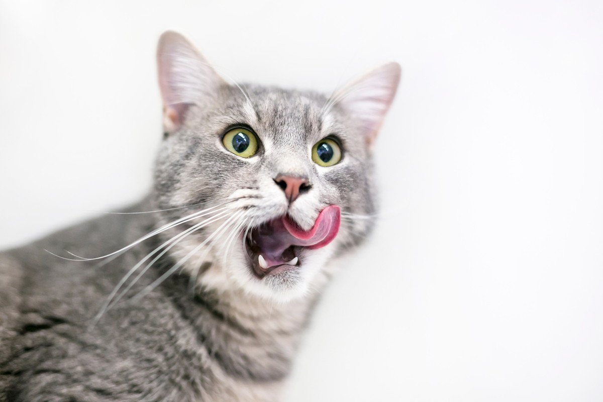 猫が舐めると死ぬ『危険なもの』5つ！怖い症状や対処法とは