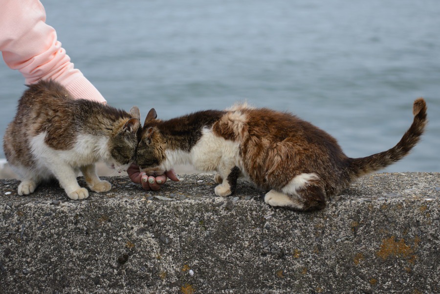 琵琶湖に浮かぶ猫島「沖島」の魅力とは