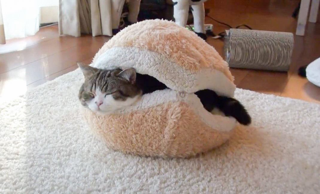 猫にマカロン型のベッドをプレゼントした結果…「可愛すぎる」「フカフカ感たまらん」尊い姿に『悶絶』すると174万再生突破