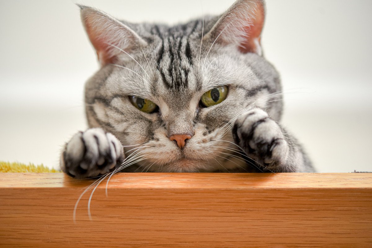 猫が『わざと物を落とす』4つのワケ　気持ちと理由を知るとできる対策方法とは？