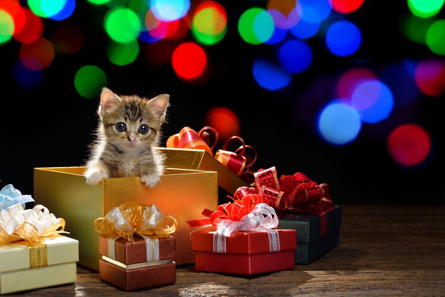 猫も飼い主も嬉しいプレゼント15選！選ぶ時のポイントとおすすめ商品