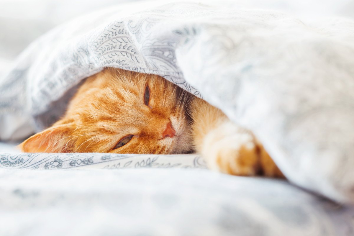 猫と『一緒に寝る』ときの危険行為4つ