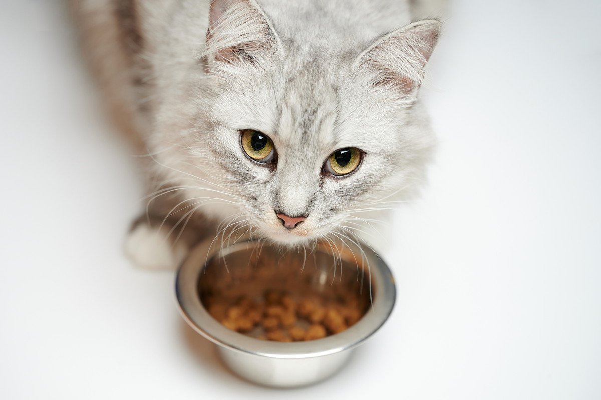 猫を長生きさせる『食生活』4選　意識したいポイントを解説