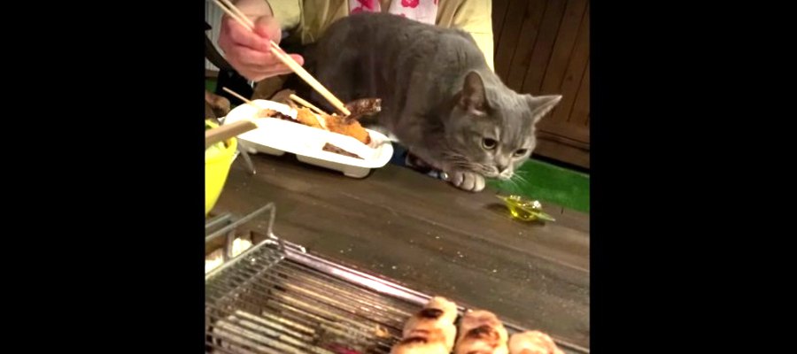 猫ちゃんも大満足！BBQでお肉を堪能♪