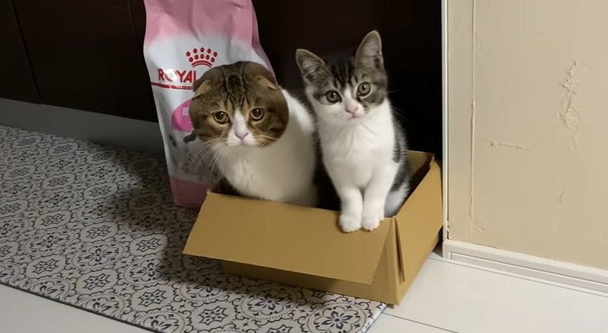 一緒に箱の中でちょこんと座る猫親子が可愛すぎる♡