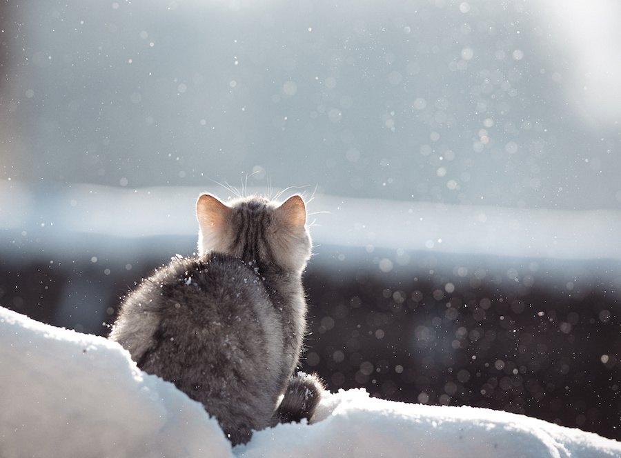 猫が好きな冷たい物７つ！与える時の注意点