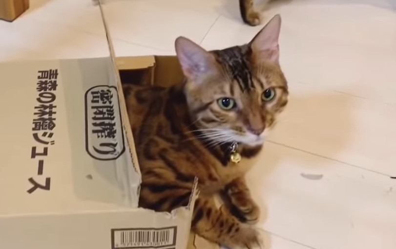 この箱で遊びたい！小さな箱に入るベンガル猫さん