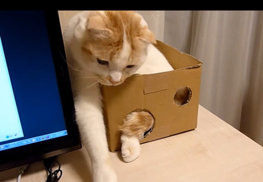 もどかしいけどやめられない！箱に入ったまま遊ぶ猫さん！