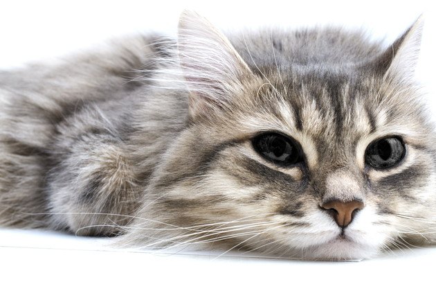猫が食欲不振で嘔吐する時の対処法や原因
