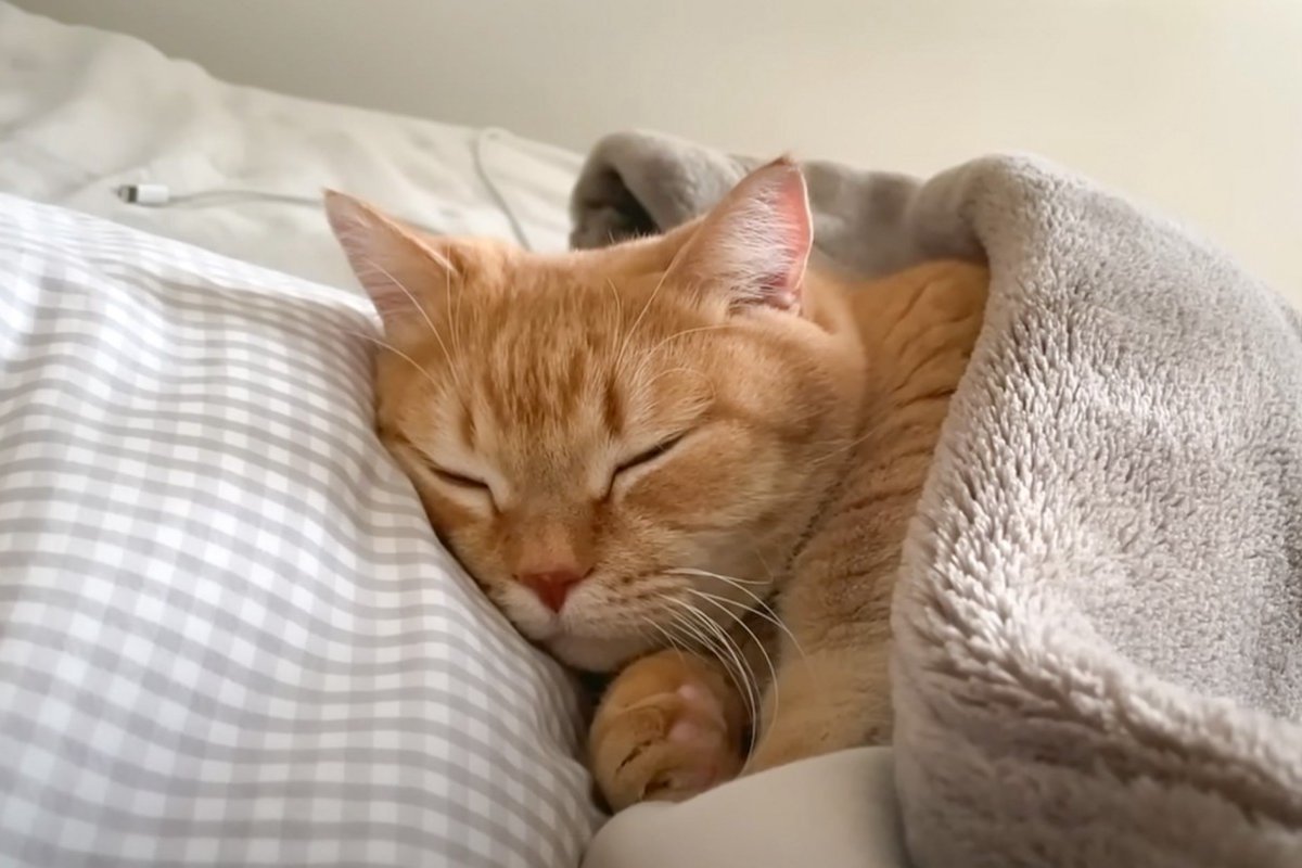 猫に腕枕をして一緒に寝た結果…寝息をたてながら『人間みたいに爆睡する姿』が尊すぎると85万再生「彼氏感すごいｗ」「破壊力やばい」
