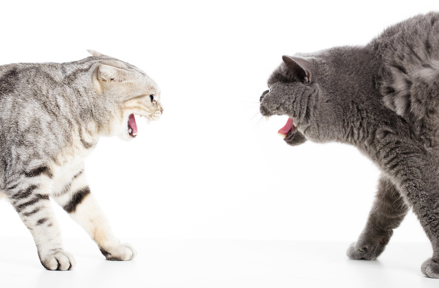猫が喧嘩をする3つの意味やルール、止め方まで