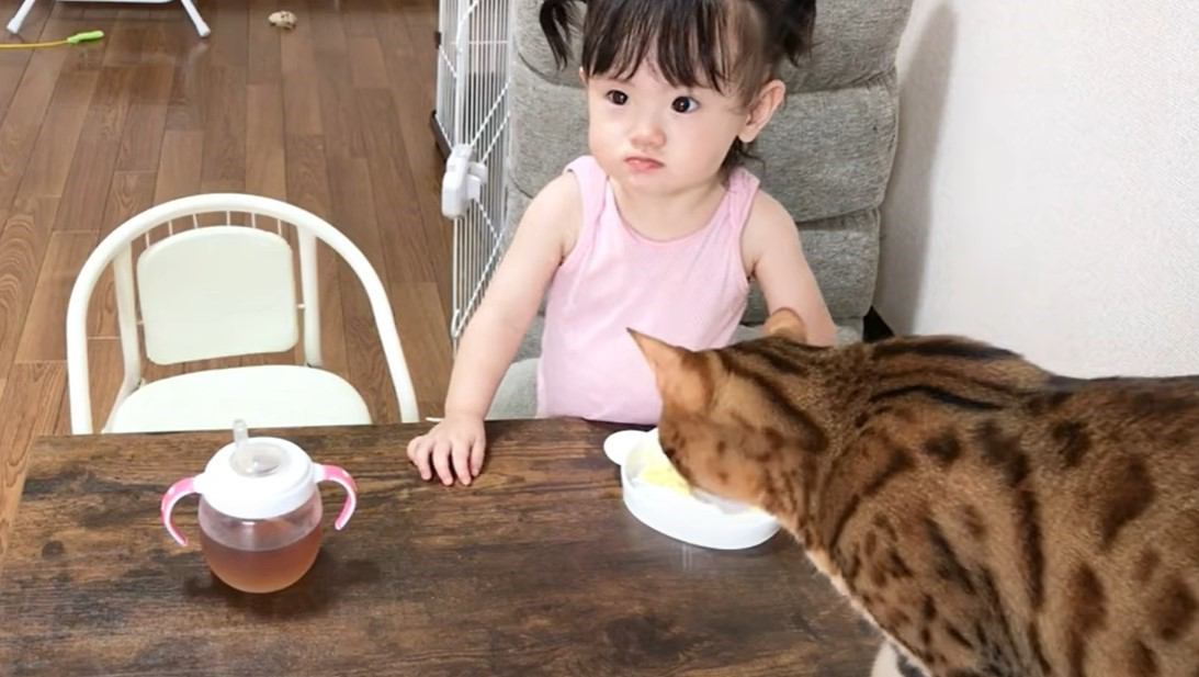 おやつを食べる女の子と『一緒に食べたい猫』の行動…仲良しな光景が心癒されると29万7000再生「可愛すぎる」「距離感が好き」の声