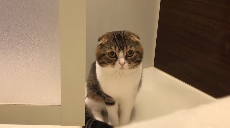 「不思議…」お風呂に入る飼い主さんを見つめる猫さん！
