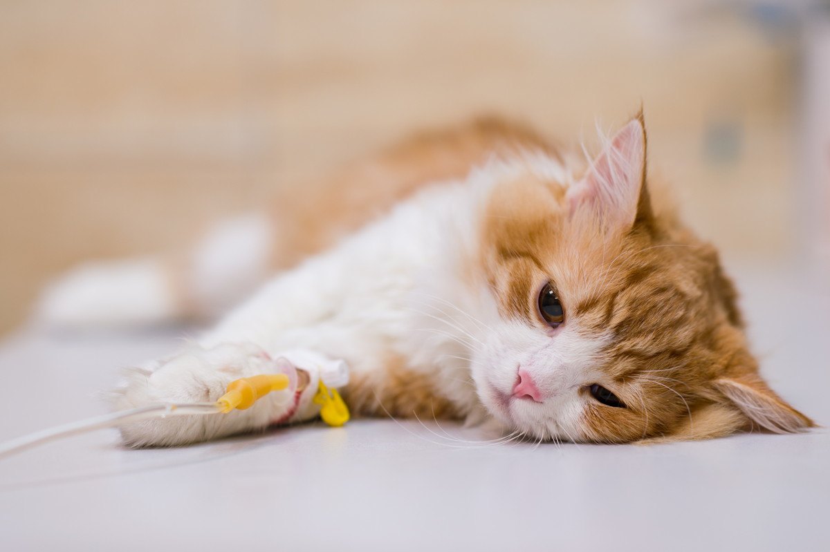 猫の『突然死』に繋がる恐ろしい病気3選！日常生活ですべき予防策とは？