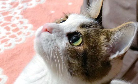 猫の目の色が違うのはなぜ？考えられる５つの理由