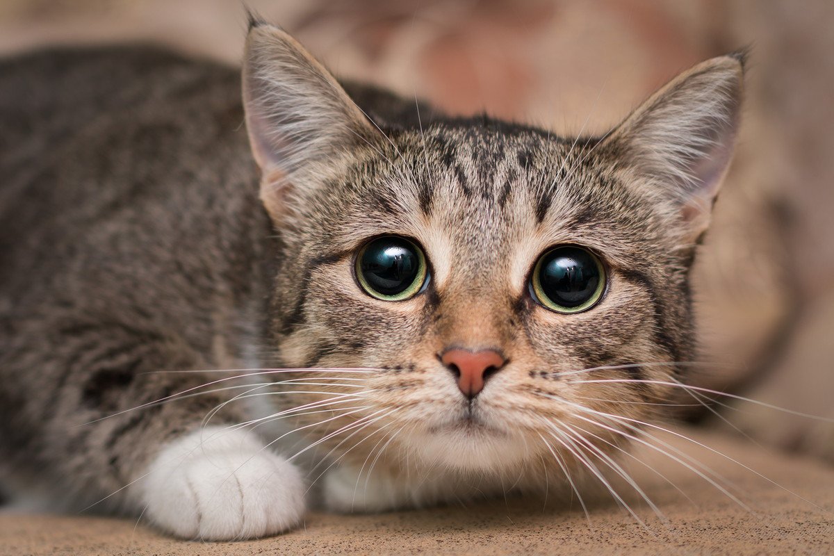 猫は『地震予知』ができるって本当？気になる行動4選　そもそも動物は地震をどう察知するの？