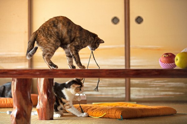 猫同士でよくする６つの遊び方