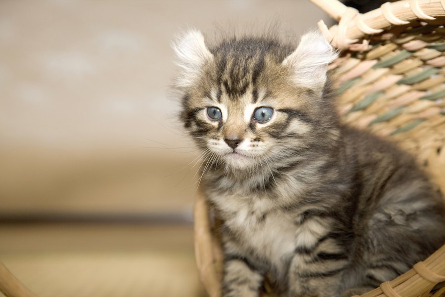 アメリカンカールのブログ12選！かわいい子猫や立ち耳の画像も