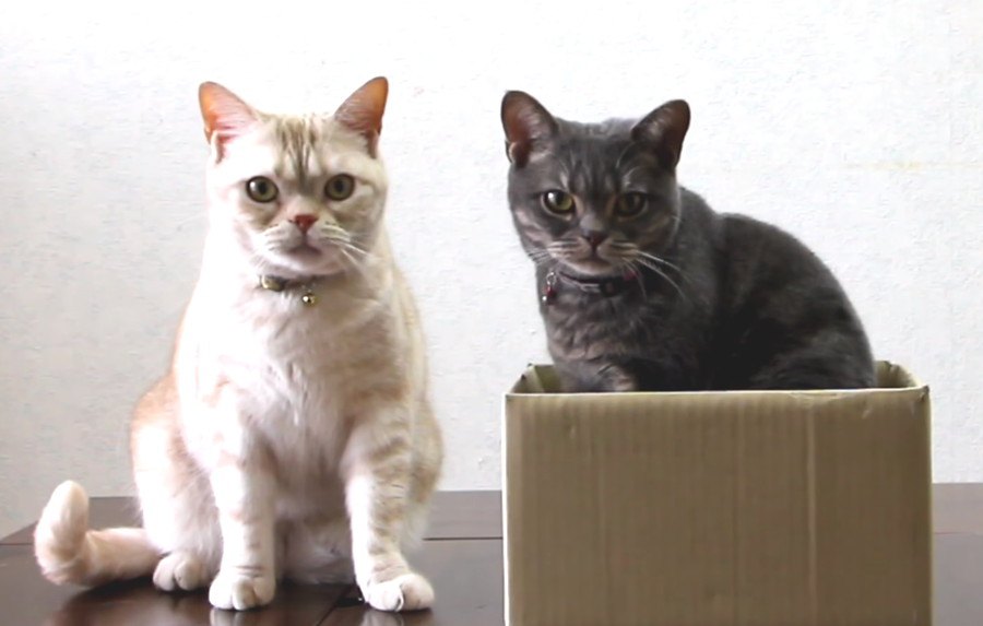 猫ちゃんが箱に入るのはなぜ？