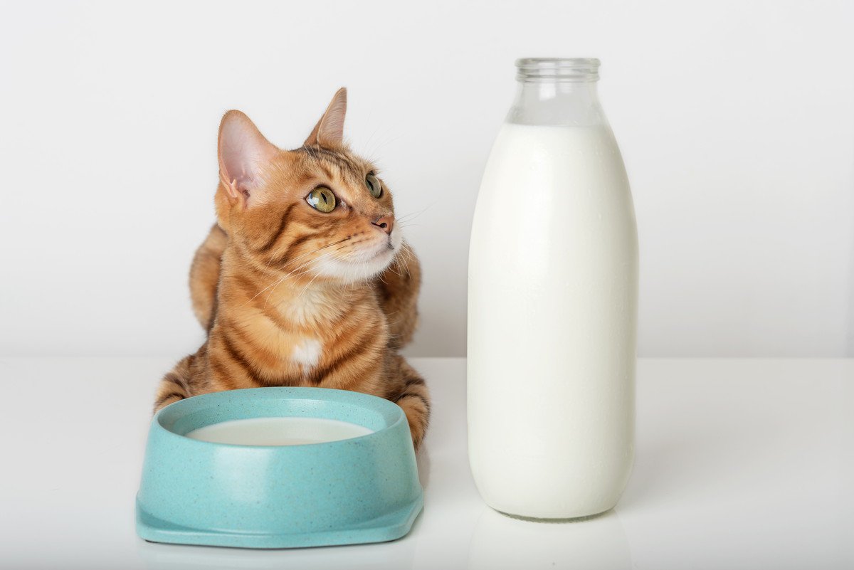 猫に『人用の牛乳』がNGな3つの理由　温めてもダメ？代用できるものはある？