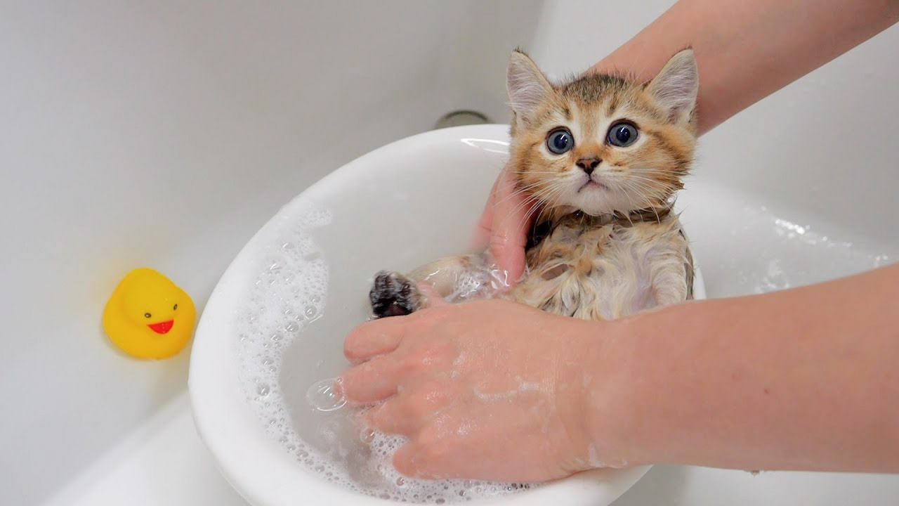 5匹の子猫を『初めてのお風呂』に入れてみた結果…気持ちよさそうな様子が天使すぎだと46万4000再生「珍しい」「逃げないの凄い」