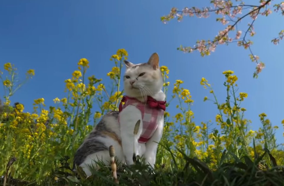 のんびり春を満喫♡菜の花畑を散策する猫ちゃん