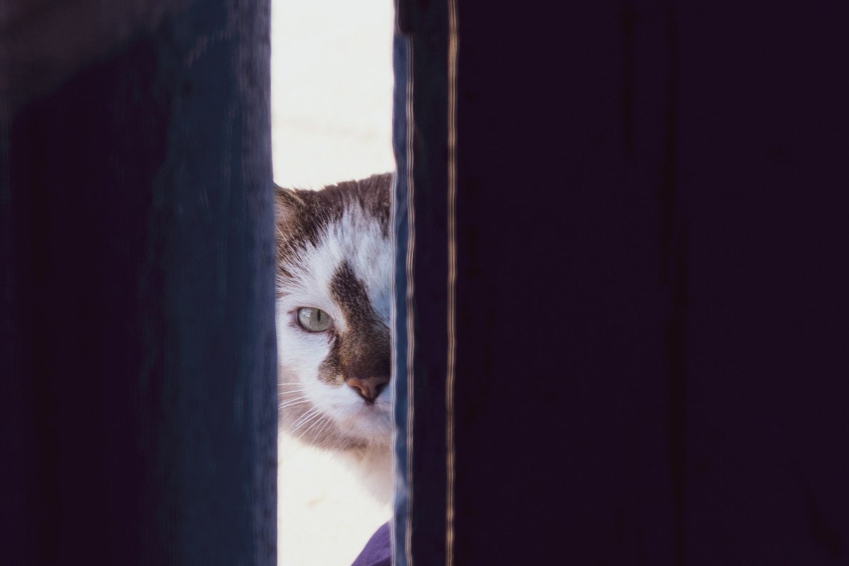 猫が飼い主を『覗き見』する心理とは？3つの理由と応え方をご紹介！