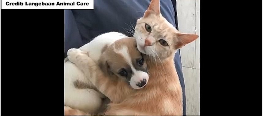 子猫を失った母猫が、孤児になった犬猫の立派なママに！