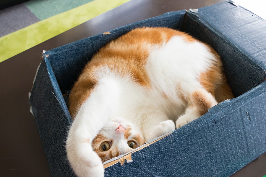 猫が箱や狭いところに入りたがるのはなぜ？５つの心理