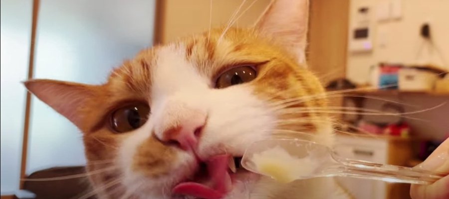 ひんやり美味しい猫用アイス♪大満足の猫ちゃん