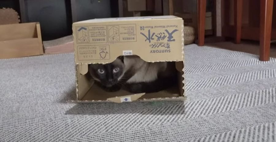 落ち着くなぁ〜。箱にスルリと入る猫ちゃん