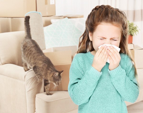 インフルエンザは猫にもうつる？飼い主が風邪をひいてしまったら。