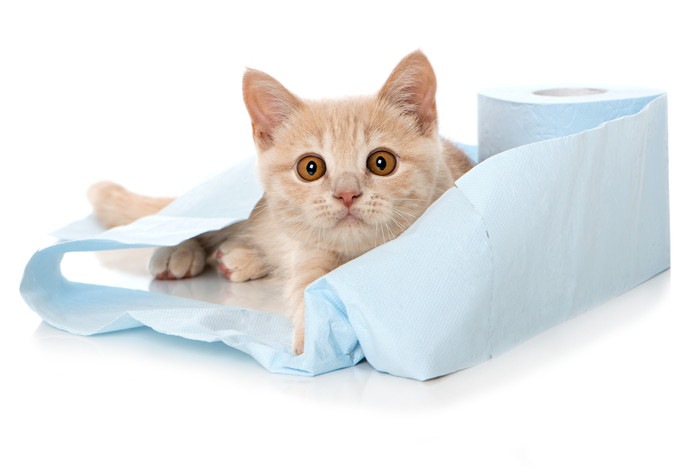 猫用トイレシートの利点と猫砂からの切り替え方