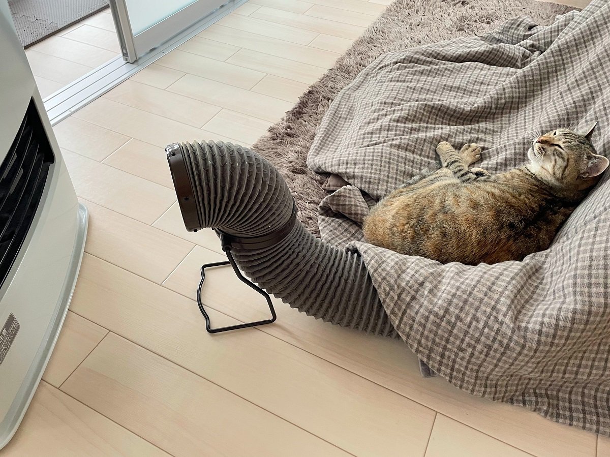 猫がいる部屋で使う『暖房器具の片付けどき』　大好きなこたつやストーブ…いつまで使うもの？