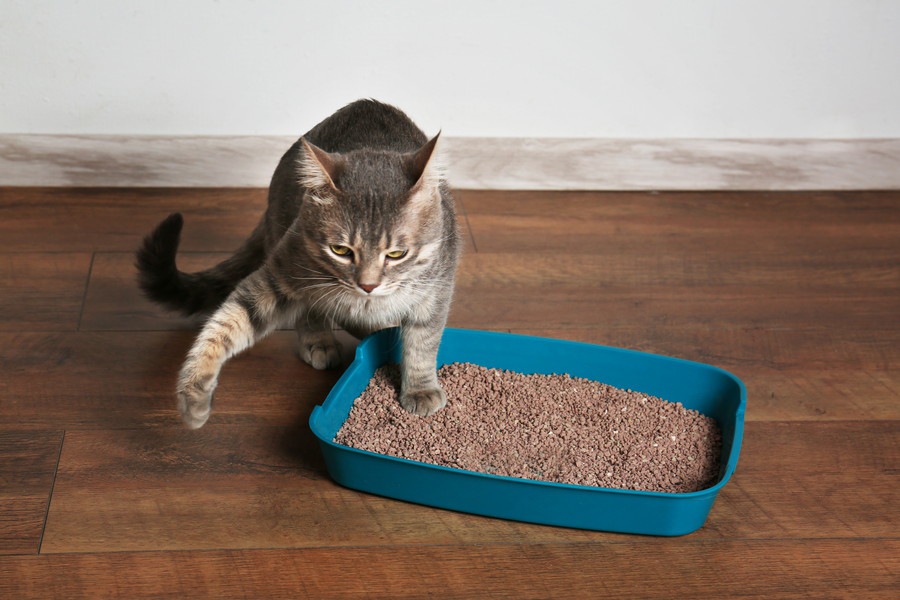 猫がトイレをしない時にも砂をかく理由