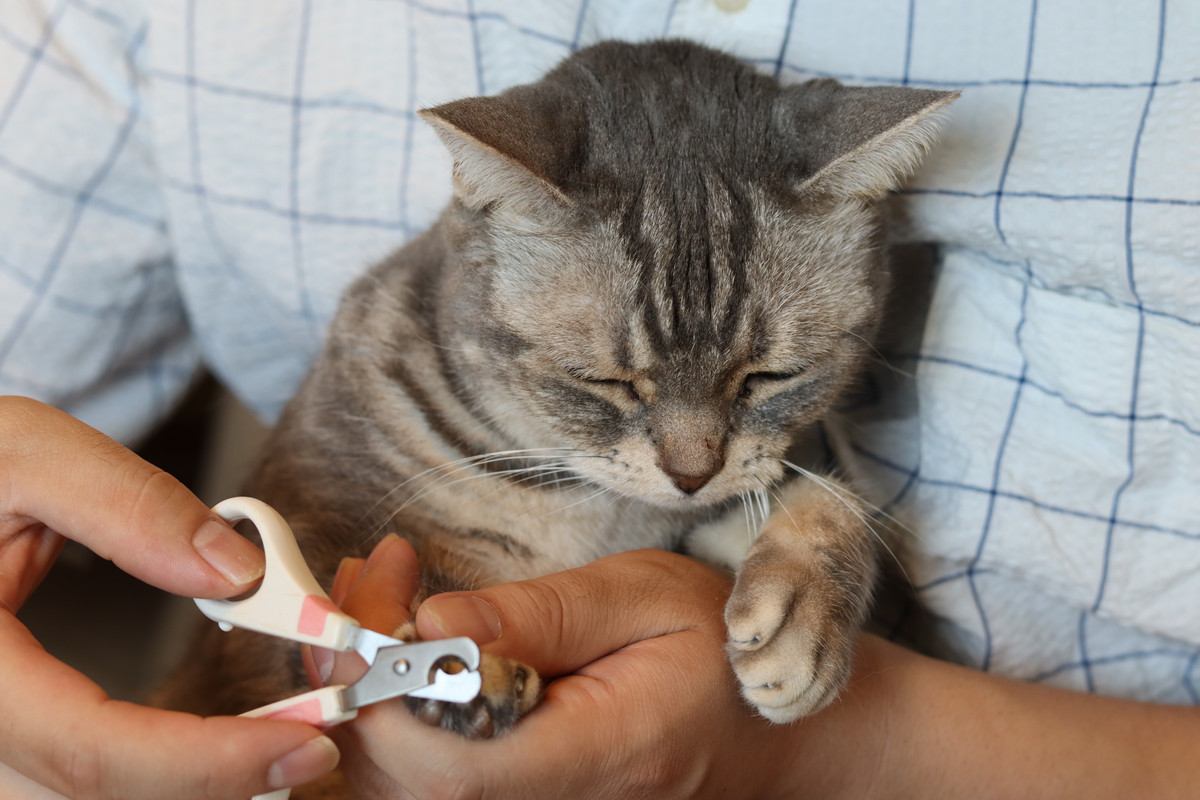 愛猫の「爪切り」がもっと楽に？　米国の研究者が「理想的な手順」を発表