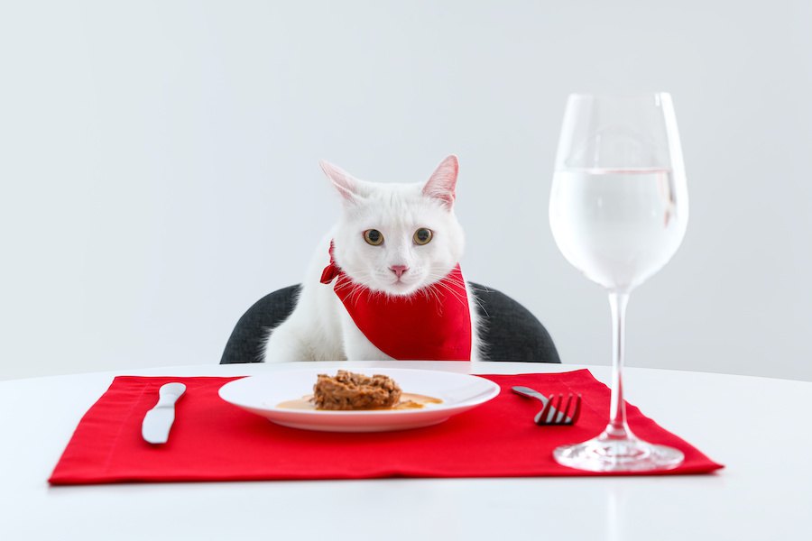 高齢猫が食事を食べない時の対処法と食事を楽しんでもらう工夫