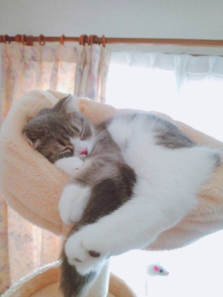 猫は本当に好きな人の前ではこう寝てる！6つの寝相