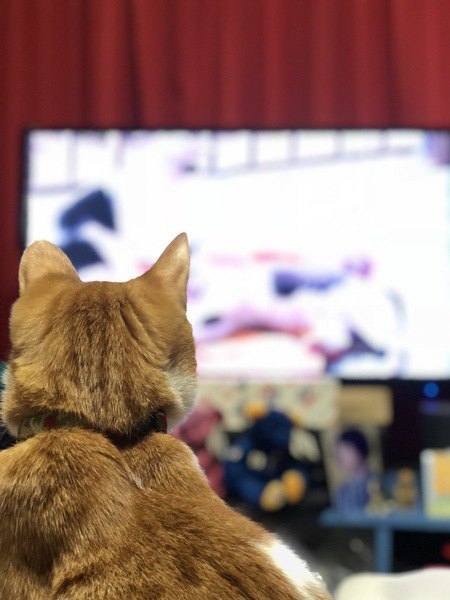 猫はテレビが好き？釘づけになる理由３つ