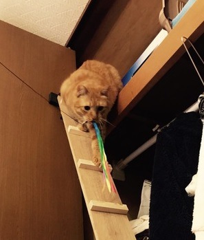 クローゼットの天袋が大好きな愛猫の為に『猫用のはしご』をDIYしてみました