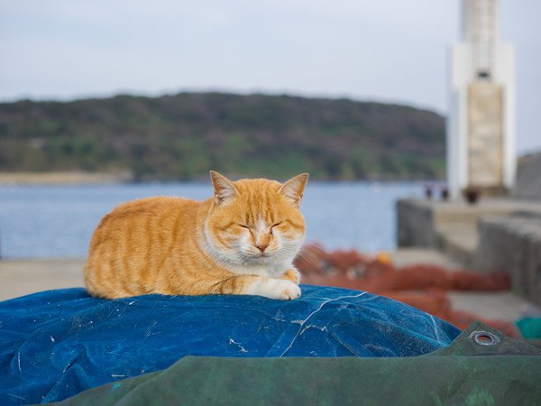 猫のいる港「象潟（きさかた）漁港」