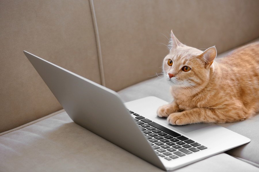 サンシャイン池崎が愛猫のYouTube開設！利益は全額寄付へ