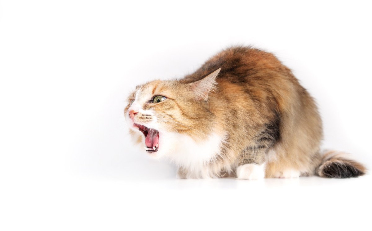 愛猫の負担にもなる「嘔吐」　減らすためにできる対策4選