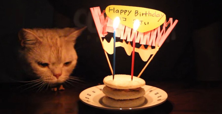 猫ちゃん2歳の誕生日！手作りケーキでお祝い♡
