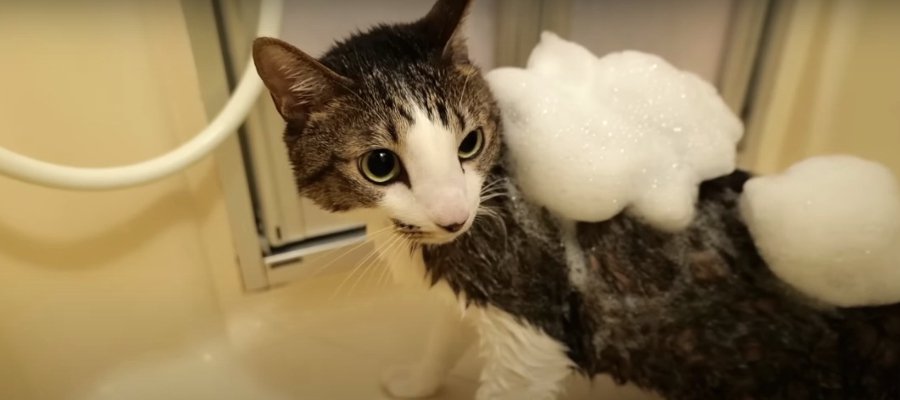 シャワーで判明！？猫ちゃんの新事実とは…