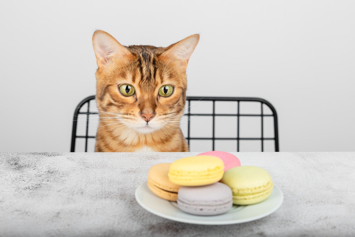 猫には危険な『人のお菓子』5つとその理由　ポロポロこぼしたり、出しっぱなしは厳禁！